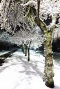 Magical winter park a fairy tale, mystery. Winter snow park alley night lights landscape. Snow at winter night park alley panorama Royalty Free Stock Photo