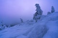 Magical winter scenery with frozen trees covered with white snow. Royalty Free Stock Photo