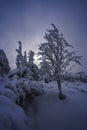 Magical winter scenery with frozen trees covered with white snow. Royalty Free Stock Photo