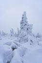 Magical winter scenery with frozen trees covered with white snow. Royalty Free Stock Photo