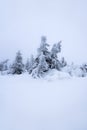 Magical winter scenery with frozen trees covered with white snow. Royalty Free Stock Photo