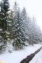 Magical winter wonderland scene as mountain stream runs through snowy pine forest in Zakopane Royalty Free Stock Photo