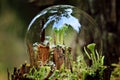 Magical world of macro moss Royalty Free Stock Photo