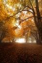 Magical yellow and orange forest in autumn Royalty Free Stock Photo