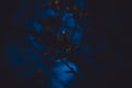 Magical young lilac branch in the dark. Amazing sprout, syringa, olive family, Oleaceae . For wallpaper, calendar Royalty Free Stock Photo