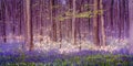 A magically enchanting fairytale forest landscape with shimmering pixie dust stars over a beautiful carpet of blue bluebells among