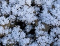 Magically growing ice flowers growing on plowed soil Royalty Free Stock Photo