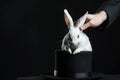 Magician pulling rabbit from black hat close-up Royalty Free Stock Photo