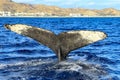 Maginificent humpback whale tail diving into the deep sea waters of Cabo San Lucas in Baja California Sur, Mexico. Royalty Free Stock Photo