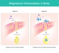 Magnesium homeostasis in body. Royalty Free Stock Photo