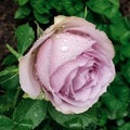 magnetic pastel pink rose covered with raindrops Royalty Free Stock Photo