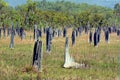 Magnetic Termite Mounds in the Northern Territory of Australia