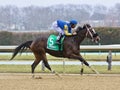 Magnetique Winning Easily Under Wraps at Aqueduct Royalty Free Stock Photo