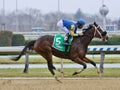 Magnetique and Kendrick Carmouche Coasting for the Win at Aqueduct Racetrack Royalty Free Stock Photo