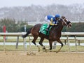 Magnetique and Kendrick Carmouche Coasting for the Win at Aqueduct Racetrack Royalty Free Stock Photo