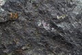 Magnetite iron ore texture close-up. Contains magnetit, pyrite, calcite, magnesioferrite, spinel, fluorite