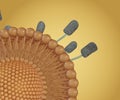 Magnetoliposome is liposome with coated magnetic nanoparticles attached outside of the lipid surface