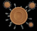 Magnetoliposome is liposome with coated magnetic nanoparticles attached outside of the lipid surface