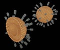 Magnetoliposome is liposome with coated magnetic nanoparticles attached outside of the lipid surface