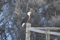 A magnificant bald eagle in Northern Wyoming