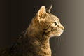 Magnificant portrait of cat on black background