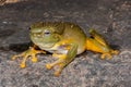 Magnificant Tree Frog Royalty Free Stock Photo