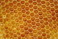 Honeycomb, inside the beehive