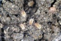 A magnification of dust mites Royalty Free Stock Photo