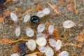 Magnification of tiny Oribatid mites and Acaridae family mites on perishable food.