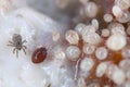 Magnification of tiny Oribatid mites and Acaridae family mites on perishable food.