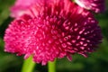 Magnification of tubular petals of a pink flower like a pompom, daisy - selective focus Royalty Free Stock Photo