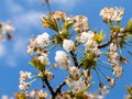 Macro View: Mesmerizing Beauty of Blooming Sakura Tree"