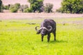 Magnificent African buffalo