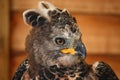 A magnificent african crowned eagle