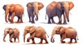 A Magnificent African Elephants Group in on White Background Royalty Free Stock Photo