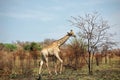 A Magnificent African giraffe with long neck