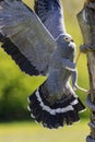 Magnificent african harrier hawk gymnogene bird of prey climbing