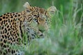 Magnificent African leopard hiding behind the tall green grass
