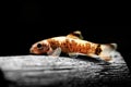 Magnificent algae eater, Garra flavatra fish underwater swim also called Panda Garra in the nature wild aquarium tank photo