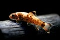 Magnificent algae eater, Garra flavatra fish underwater swim also called Panda Garra in the nature wild aquarium tank photo