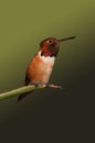 Magnificent Allen`s Hummingbird Perched