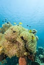 Magnificent anemone with clownfishes. Royalty Free Stock Photo