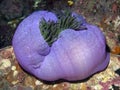 Magnificent Anemone - Heteractis magnifica