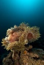 Magnificent anemone (heteractis magnifica) in the Red Sea. Royalty Free Stock Photo