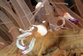 Magnificent Anemone Shrimp