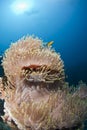 Magnificent anemone in an underwater scene. Royalty Free Stock Photo