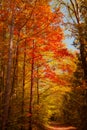 magnificent autumn forest on sunny day