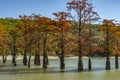 The magnificent autumn red and orange needles of the group of cypresses Taxodium distichum on the lake in Sukk