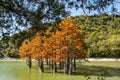 The magnificent autumn red and orange needles of the group of cypresses Taxodium distichum on the lake in Sukko