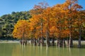 Magnificent autumn red and orange needles of group cypresses Taxodium distichum on lake in Sukko